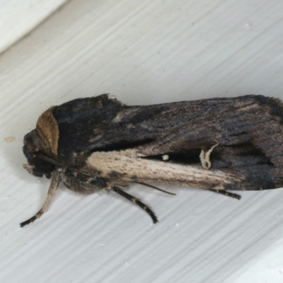 Proteuxoa tortisigna (Streaked Rictonis Moth) at Ainslie, ACT - 4 Mar 2020 by jb2602