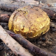 Scleroderma sp. (Scleroderma) at Sullivans Creek, Lyneham South - 5 Mar 2020 by trevorpreston