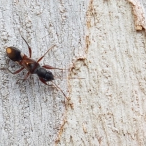 Daerlac cephalotes at Lyneham, ACT - 6 Mar 2020