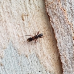 Daerlac cephalotes at Lyneham, ACT - 6 Mar 2020