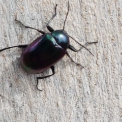 Chalcopteroides columbinus (Rainbow darkling beetle) at Lyneham, ACT - 6 Mar 2020 by trevorpreston