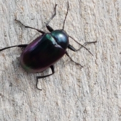 Chalcopteroides columbinus (Rainbow darkling beetle) at Sullivans Creek, Lyneham South - 5 Mar 2020 by trevorpreston