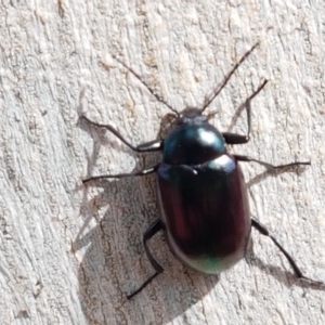 Chalcopteroides columbinus at Lyneham, ACT - 6 Mar 2020 10:35 AM