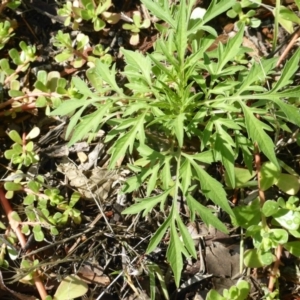 Bidens subalternans at Tuggeranong DC, ACT - 6 Mar 2020