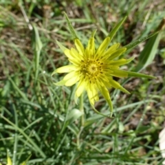 Tragopogon dubius (Goatsbeard) at Tuggeranong DC, ACT - 6 Mar 2020 by Mike