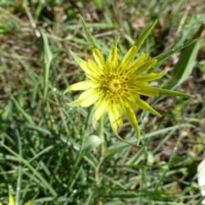 Tragopogon dubius at Tuggeranong DC, ACT - 6 Mar 2020 09:22 AM