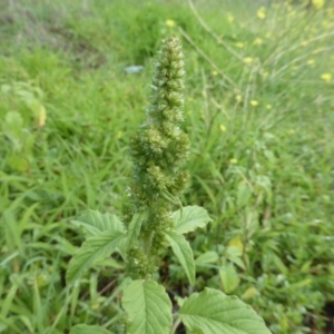 Amaranthus retroflexus at Tuggeranong DC, ACT - 6 Mar 2020