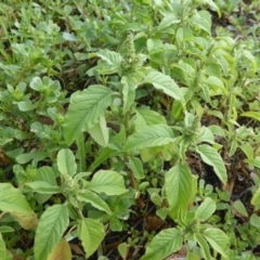 Amaranthus retroflexus at Tuggeranong DC, ACT - 6 Mar 2020