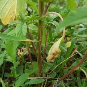 Amaranthus retroflexus at Tuggeranong DC, ACT - 6 Mar 2020