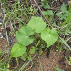 Ipomoea purpurea (Common Morning Glory) at Isaacs Ridge and Nearby - 5 Mar 2020 by Mike