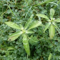 Euphorbia davidii (David's Spurge) at Jerrabomberra, ACT - 6 Mar 2020 by Mike