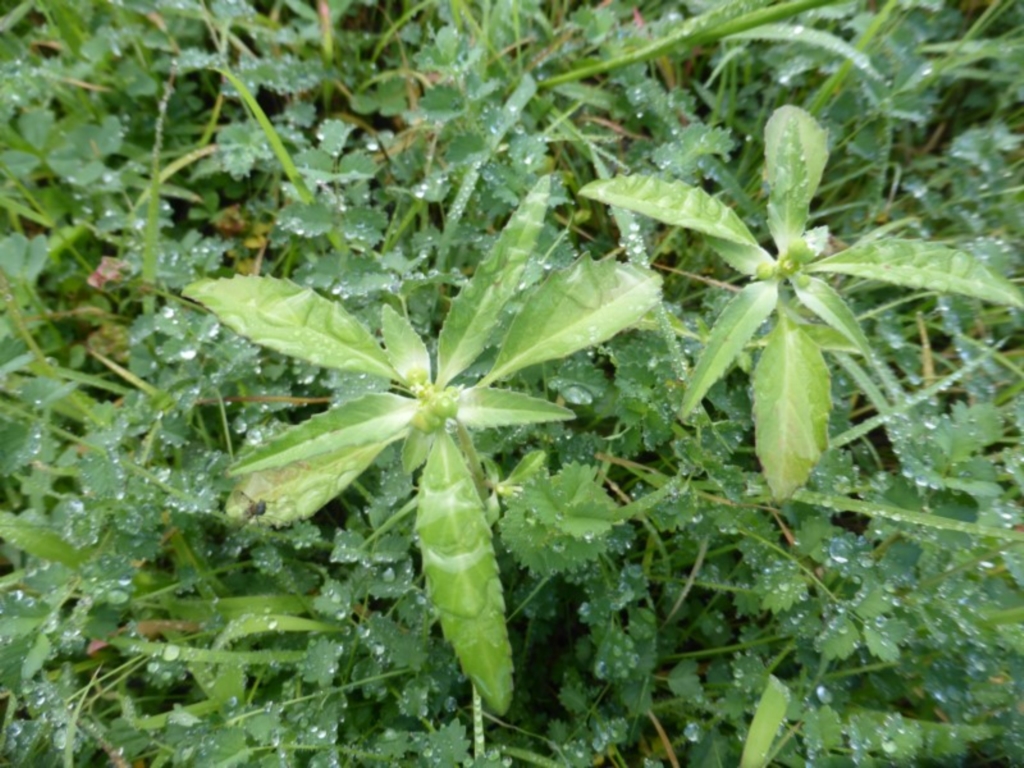 Euphorbia davidii at Jerrabomberra, ACT - 6 Mar 2020