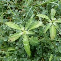 Euphorbia davidii (David's Spurge) at Isaacs Ridge and Nearby - 5 Mar 2020 by Mike