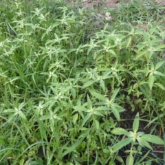 Euphorbia davidii at Jerrabomberra, ACT - 6 Mar 2020