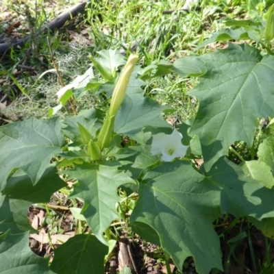 Datura stramonium (Common Thornapple) at Isaacs Ridge and Nearby - 5 Mar 2020 by Mike