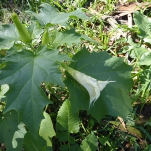 Datura stramonium at Isaacs, ACT - 6 Mar 2020 09:47 AM