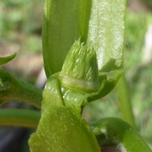 Datura stramonium at Isaacs, ACT - 6 Mar 2020 09:47 AM