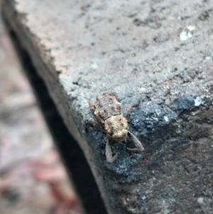 Poropterus sp. at Surf Beach, NSW - 6 Mar 2020