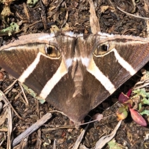 Grammodes oculicola at Amaroo, ACT - 6 Mar 2020 12:00 AM