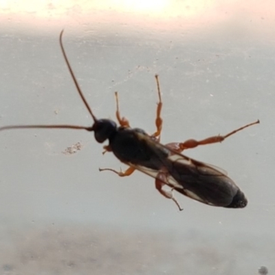 Apocrita (suborder) (Unidentified wasp) at Sullivans Creek, Lyneham South - 6 Mar 2020 by trevorpreston