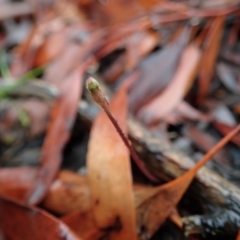 Eriochilus cucullatus (Parson's Bands) at Cook, ACT - 5 Mar 2020 by CathB