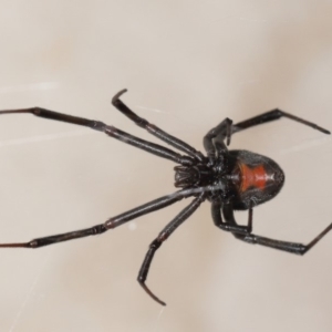 Latrodectus hasselti at Evatt, ACT - 5 Mar 2020