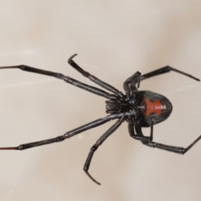 Latrodectus hasselti (Redback Spider) at Evatt, ACT - 5 Mar 2020 by TimL
