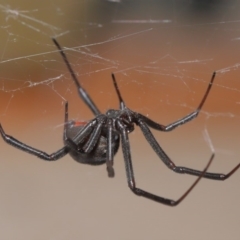 Latrodectus hasselti at Evatt, ACT - 5 Mar 2020