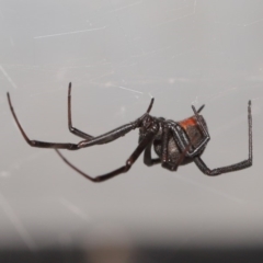 Latrodectus hasselti at Evatt, ACT - 5 Mar 2020