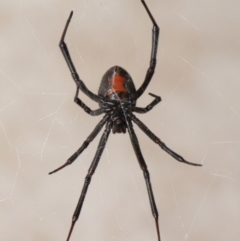 Latrodectus hasselti at Evatt, ACT - 5 Mar 2020 01:14 PM