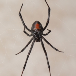 Latrodectus hasselti at Evatt, ACT - 5 Mar 2020 01:14 PM