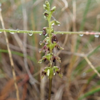 Corunastylis clivicola (Rufous midge orchid) at Mount Painter - 5 Mar 2020 by CathB