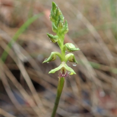 Corunastylis cornuta (Horned Midge Orchid) at Dunlop, ACT - 5 Mar 2020 by CathB