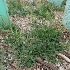 Rumex acetosella (Sheep Sorrel) at Cook, ACT - 2 Mar 2020 by CathB