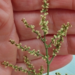 Rumex acetosella at Cook, ACT - 3 Mar 2020 10:56 AM