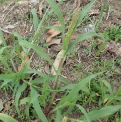 Panicum capillare/hillmanii (Exotic/Invasive Panic Grass) at Cook, ACT - 3 Mar 2020 by CathB