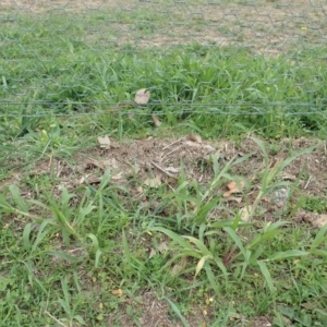 Panicum capillare/hillmanii at Cook, ACT - 3 Mar 2020