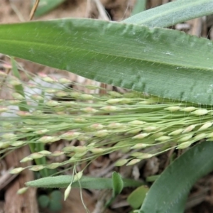 Panicum capillare/hillmanii at Cook, ACT - 3 Mar 2020 11:12 AM