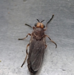 Inopus rubriceps (Sugarcane Soldier Fly) at Dunlop, ACT - 3 Mar 2020 by CathB