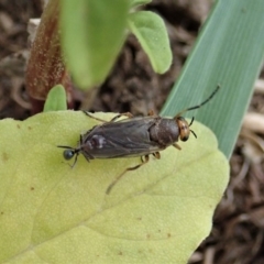 Inopus rubriceps at Dunlop, ACT - 3 Mar 2020