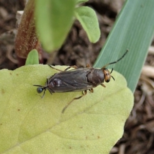 Inopus rubriceps at Dunlop, ACT - 3 Mar 2020