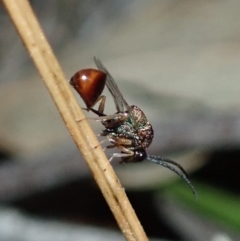 Eucharitidae (family) (Unidentified ant-parasite wasp) at Cook, ACT - 1 Mar 2020 by CathB