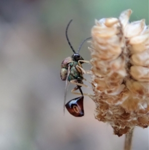 Eucharitidae (family) at Cook, ACT - 2 Mar 2020