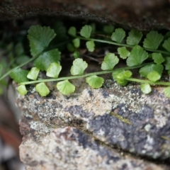 Asplenium flabellifolium (Necklace Fern) at Mount Majura - 30 Mar 2014 by AaronClausen