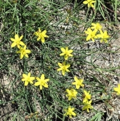 Tricoryne elatior (Yellow Rush Lily) at Mount Painter - 27 Feb 2020 by CathB