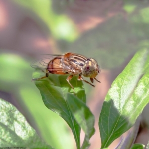 Eristalinus punctulatus at Macgregor, ACT - 6 Mar 2020 12:57 PM