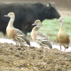 Dendrocygna eytoni (Plumed Whistling-Duck) at Bungendore, NSW - 5 Mar 2020 by tom.tomward@gmail.com