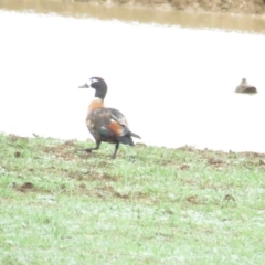 Tadorna tadornoides (Australian Shelduck) at Bungendore, NSW - 5 Mar 2020 by TomW