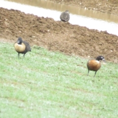 Tadorna tadornoides at Bungendore, NSW - 6 Mar 2020 10:45 AM