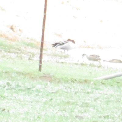 Chenonetta jubata (Australian Wood Duck) at Bungendore, NSW - 6 Mar 2020 by BenW